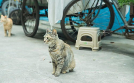 娱乐718吃瓜速看天气,吃瓜速看，天气与娱乐圈的奇妙碰撞