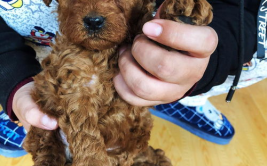 娱乐圈吃瓜爆料弟弟泰迪,泰迪弟弟吃瓜爆料，揭秘幕后真相