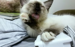 吃瓜娱乐酱社恐猫,揭秘社交恐惧的萌宠——社恐猫的日常生活