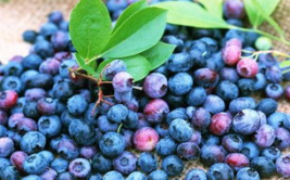 娱乐吃瓜酱蓝莓,吃瓜酱带你领略明星幕后故事