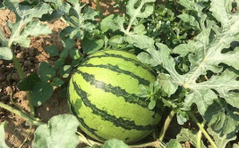 疫情期间娱乐圈吃瓜,吃瓜群众见证的幕后风云