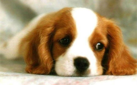 娱乐吃瓜君狗被蜂蜜咬,娱乐吃瓜君的意外“甜蜜”风波