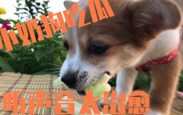 娱乐吃瓜君奶狗,娱乐吃瓜君的甜蜜瓜田之旅